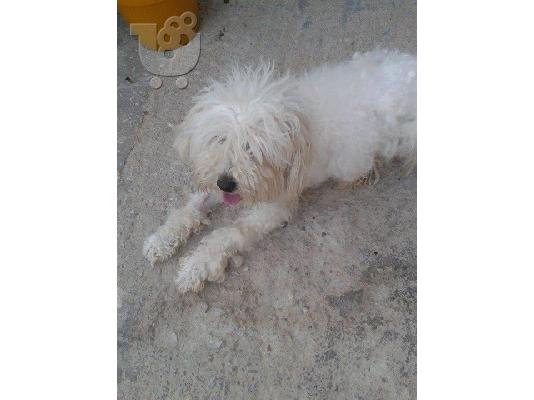 Κανις/Μαλτεζ χαριζεται