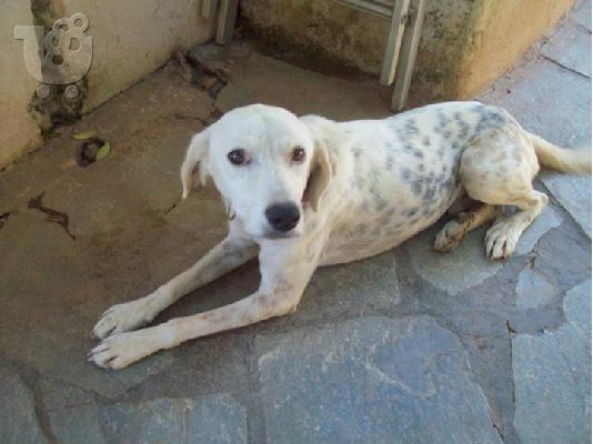 PoulaTo: Ο πιτσιλωτος Χοσε χαριζεται