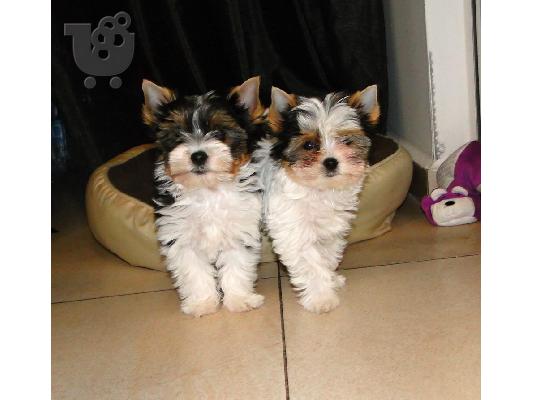Χαριτωμένο καθαρόαιμο κουτάβι biewer yorkshire terrier