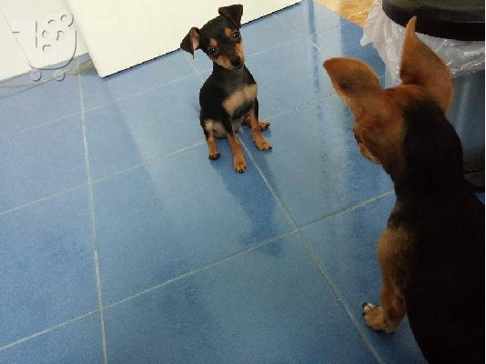 Pinscher mini....!!!!!!!!!!!!!!!!