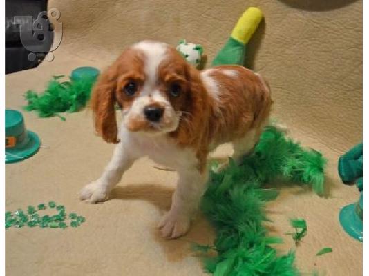King of Cavaliers Charles κουτάβια.