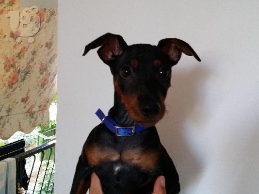 PoulaTo: πωλειται κουταβι