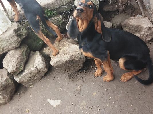 ΠΩΛΟΥΝΤΑΙ ΚΟΥΤΑΒΙΑ ΓΙΟΥΡΑ 5ΜΗΝΩΝ