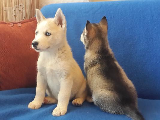 PoulaTo: Siberian Husky Original Colour for sale!