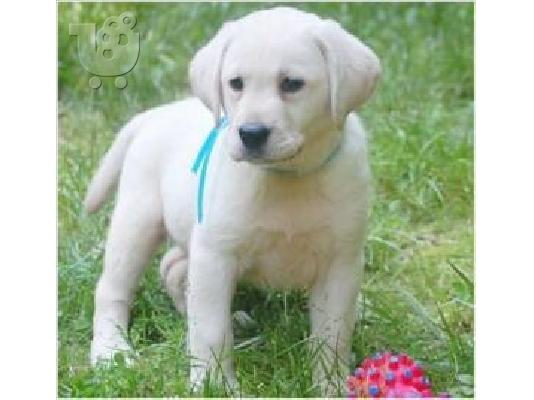 Κουτάβια Labrador διαθέσιμα τώρα! "