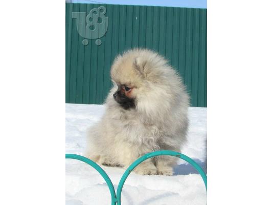 PoulaTo: ένα αρσενικό και ένα θηλυκό ροζ κουτάβια