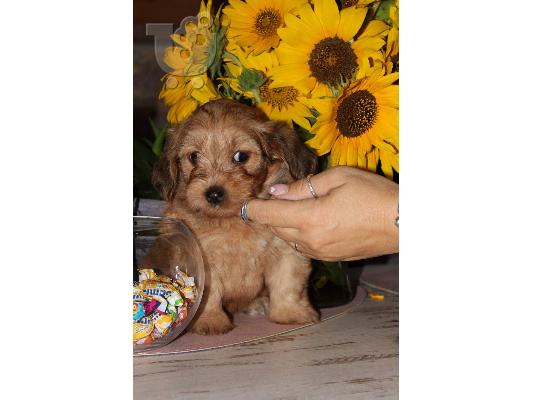 Havanese Bichon κουτάβια