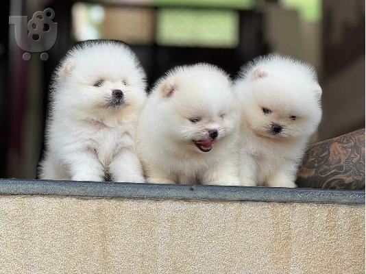 PoulaTo: πομερανός μινι καθαρόαιμα/ Pomeranian Mini
