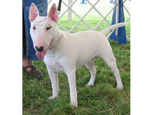 Μπουλτεριε καθαροαιμο κουταβακι