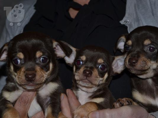 PoulaTo: Κουτάβια τσιουάουα