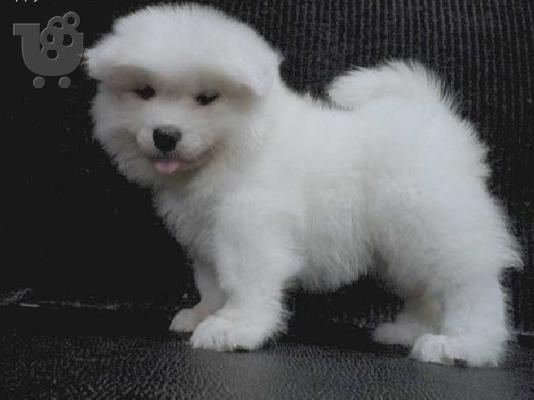 PoulaTo: Samojed šteniatka puppies for sale
