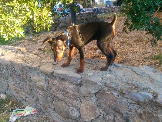 πωλειται κουταβι