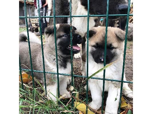 Πώληση AKC reg αρσενικά και θηλυκά κουτάβια Akita.