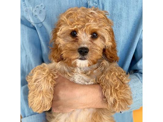 υπέροχο cavapoo έτοιμο για υιοθέτηση.