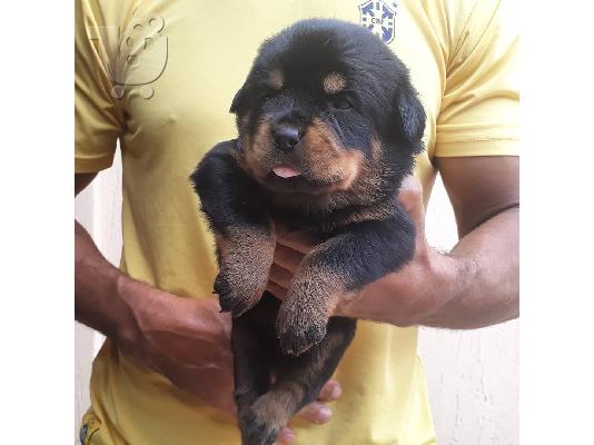 PoulaTo: Adorable Rottweiler Puppy For Sale