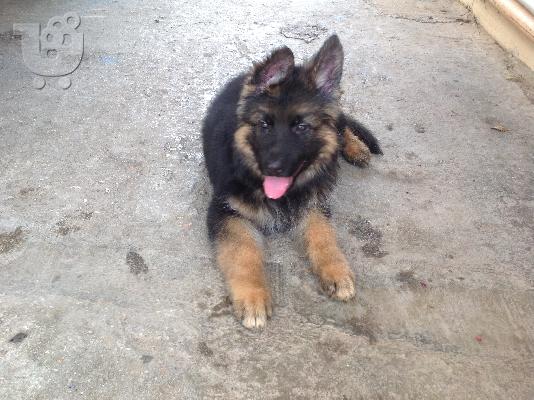 γερμανικα ποιμενικα κουταβια