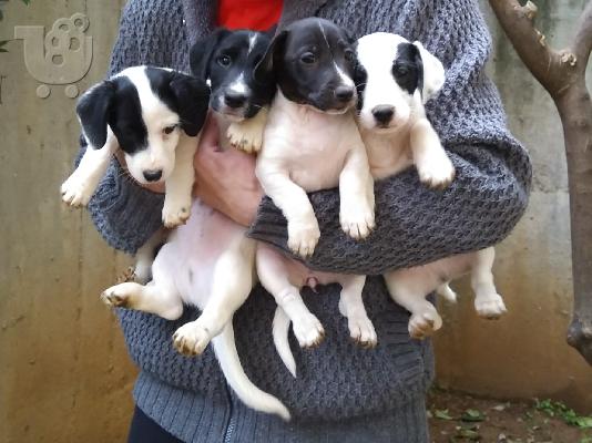 PoulaTo: Jack Rusell terriers 2 Μηνών