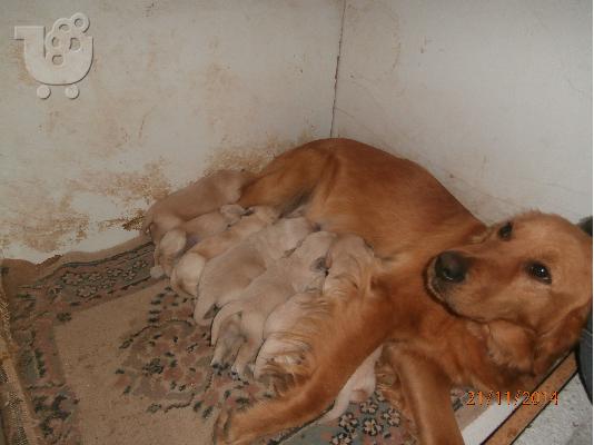 Κουτάβια golden retriever