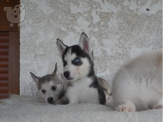 Husky κουταβια καθαροαιμα