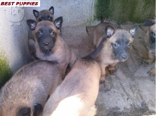 PoulaTo: BELGIAN SHEPER MALINOA