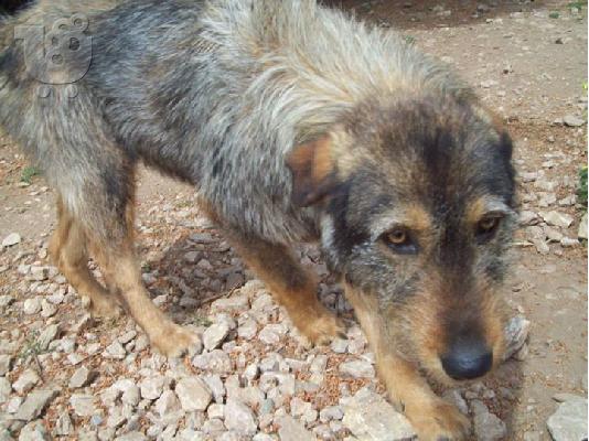 Γκριφον χαριζεται