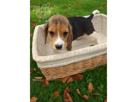BEAGLE Κουτάβια διαθέσιμα