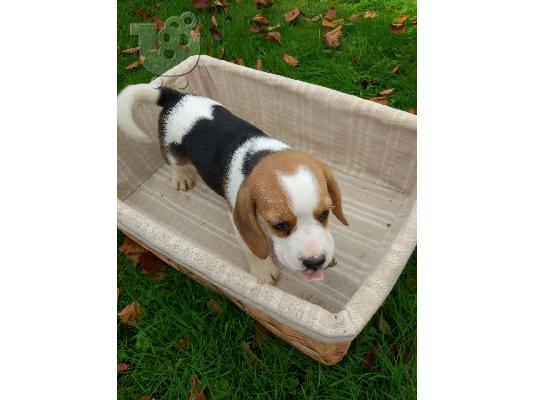 Beagle κουτάβια διαθέσιμα προς πώληση Αναισθητοποίηση...
