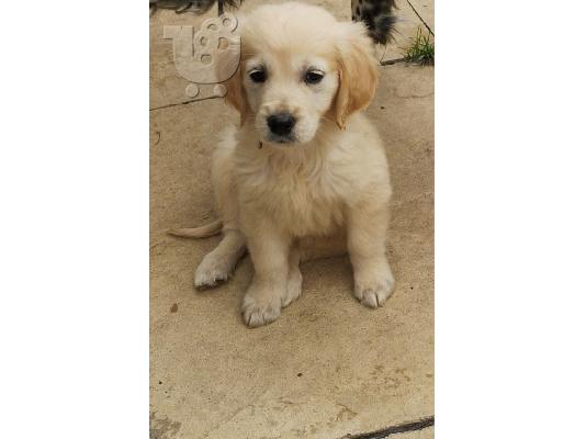 Γλυκά Golden Retriever κουτάβια προς πώληση