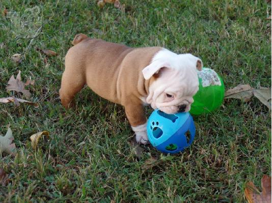 PoulaTo: Αγγλικο μπουλντογκ - English bulldog puppies