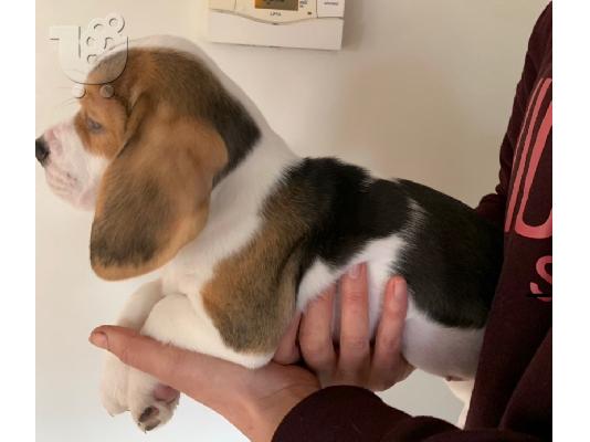 Όμορφα κουτάβια Beagle έτοιμα τώρα