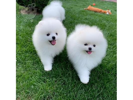 PoulaTo: Δύο φοβερά κουτάβια Pomeranian