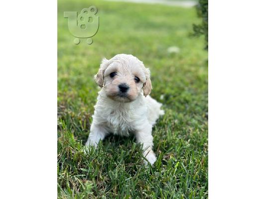 Maltipoo κουτάβια προς πώληση