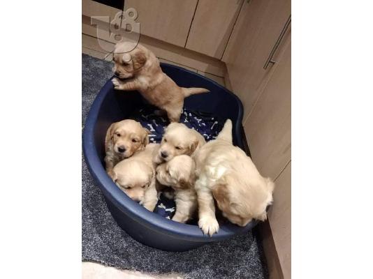 PoulaTo: Κουτάβι English Golden Retrievers προς πώληση