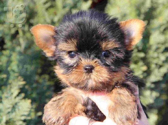PoulaTo: Yorkshire Terrier