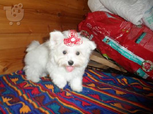 Porcha θα δοθεί σε ένα νέο σπίτι deu σε ανάλυση για την υγεία...