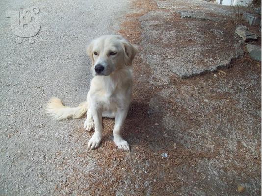 Μικροσωμη σκυλιτσα συντροφιας χαριζεται