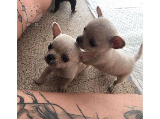 Chihuahua σκυλιά και κουτάβια προς πώληση