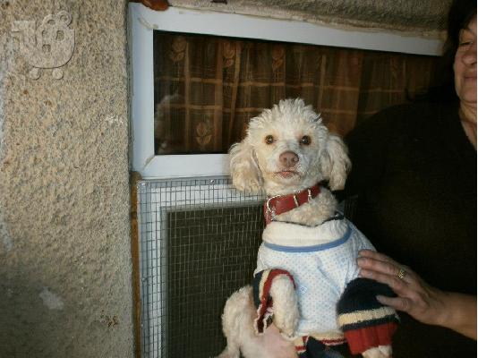 Μικροσωμο καλαζαρικο κανις ψαχνει σπιτακι