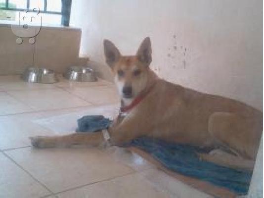 Λυκοσκυλινα ημιαιμη χαριζεται