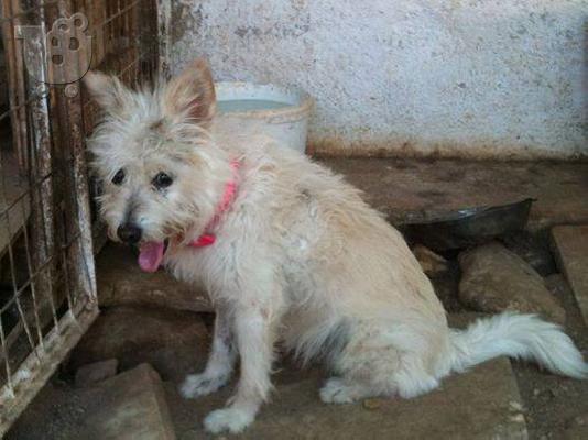 Μικροσωμο τερριε βρεθηκε στο Περαμα