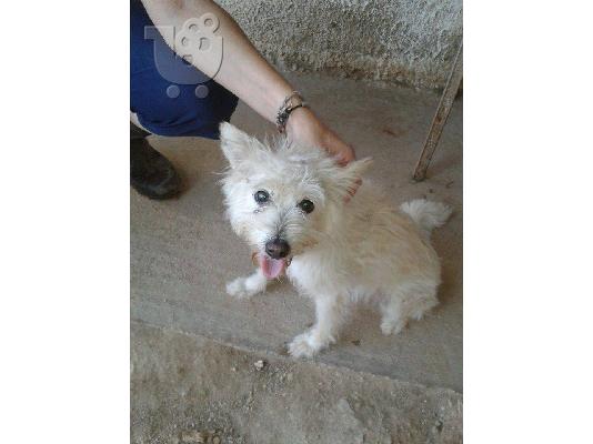 Μικροσωμο τερριε βρεθηκε στο Περαμα