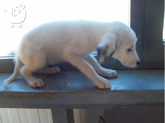 Τσοπανοκουταβακια 2μισι μηνων χαριζονται