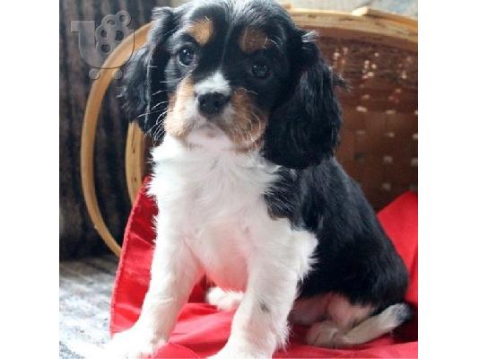 PoulaTo: Η Akc δημιούργησε τα κουτάβια Cavalier King Charles Spaniel