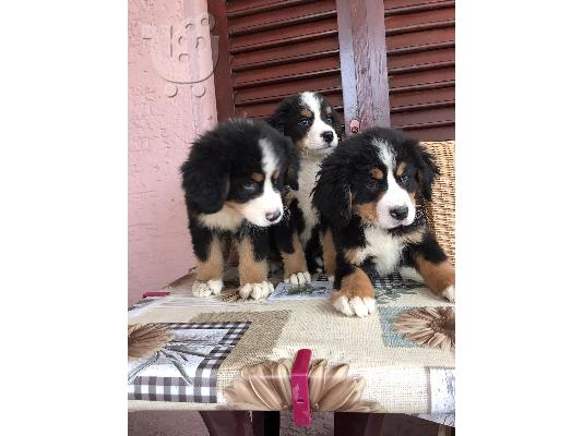 PoulaTo: Κουτάβια Bernese Mountain Dog