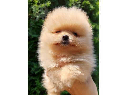 Pomeranian Spitz αρκουδάκια