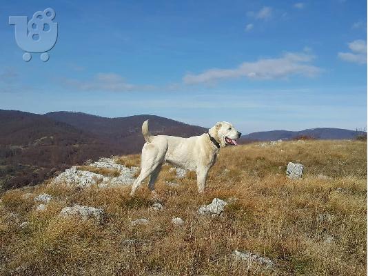 Ποιμενικός Κεντρικής Ασίας κουτάβια