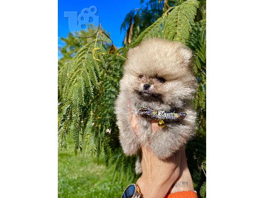 Ένα όμορφο καθαρόαιμο Pomeranians