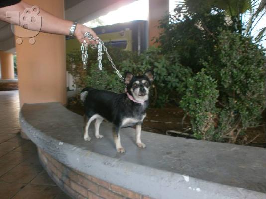 PoulaTo: Βρεθηκε ηλικιωμενη μικροσωμη σκυλιτσα στο Κερατσινι