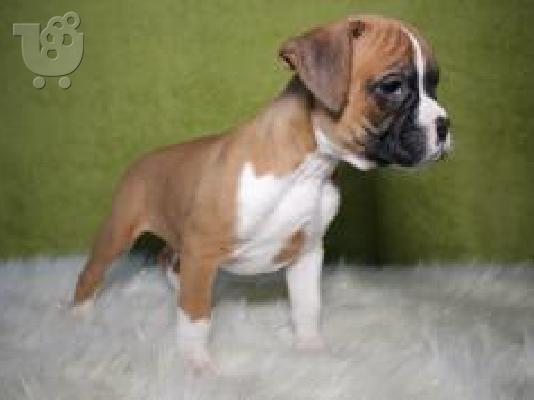 PoulaTo: BOXER