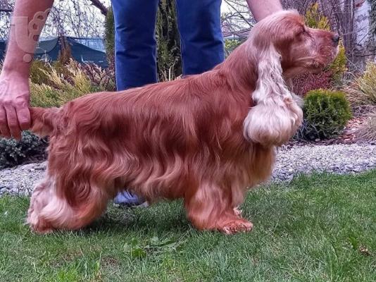 PoulaTo: Κουτάβια English Cocker Spaniel